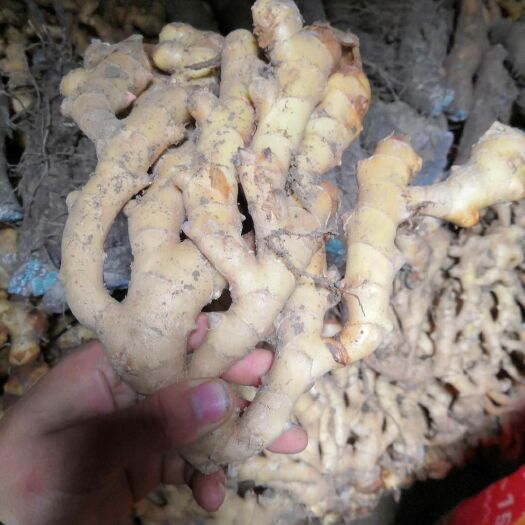 江永县仔姜  湖南江永香姜上市了，又脆又香，品质有保证，包邮包