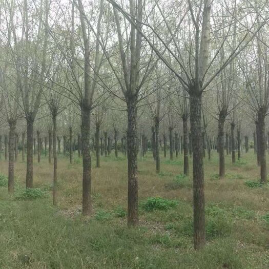 垂柳  砀山绿化苗木柳树大量有货，各种规格齐全，品种保证，保