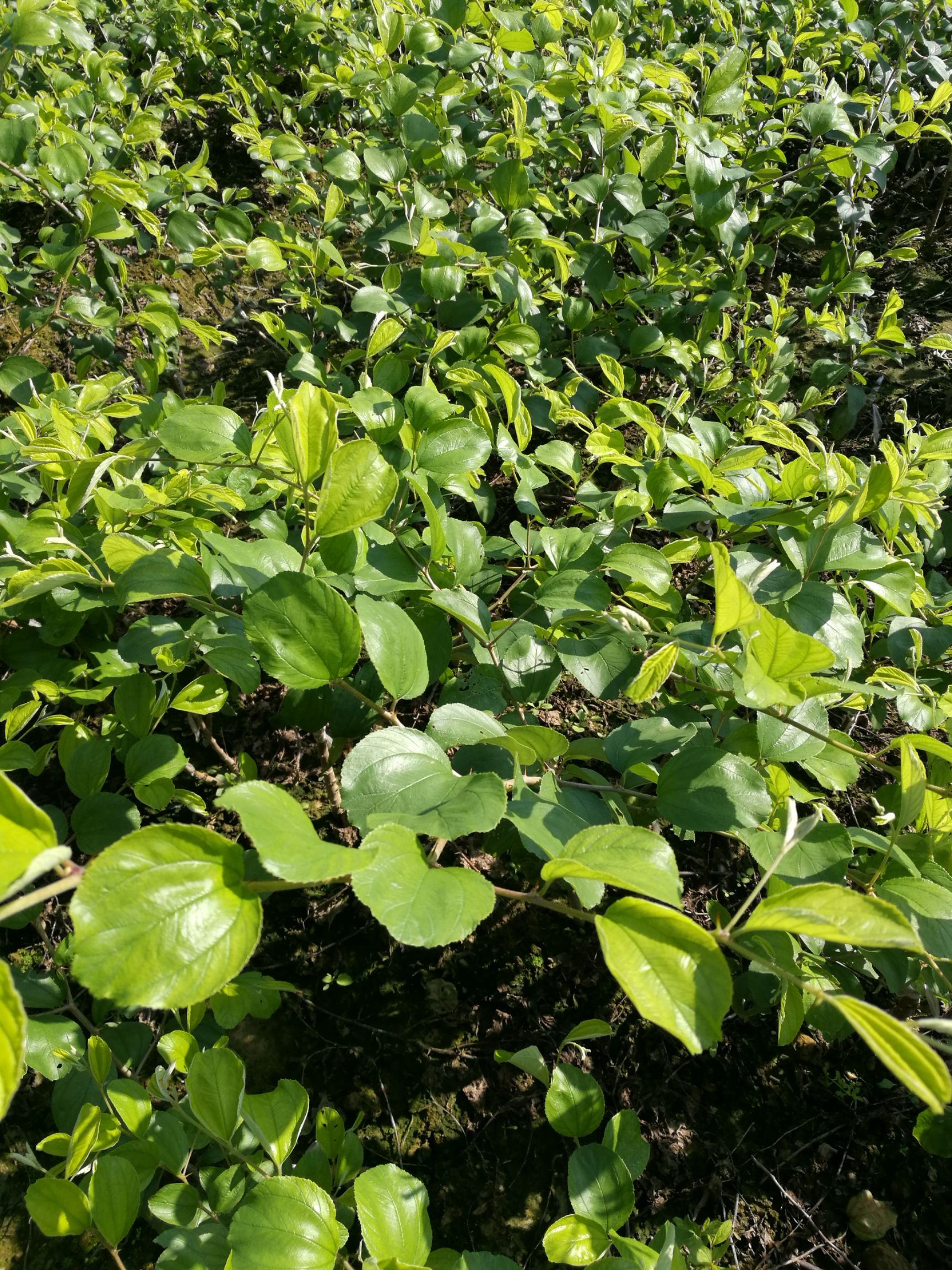 青枣苗 嫁接苗 ,枣树苗,牛奶大青枣,苹果枣