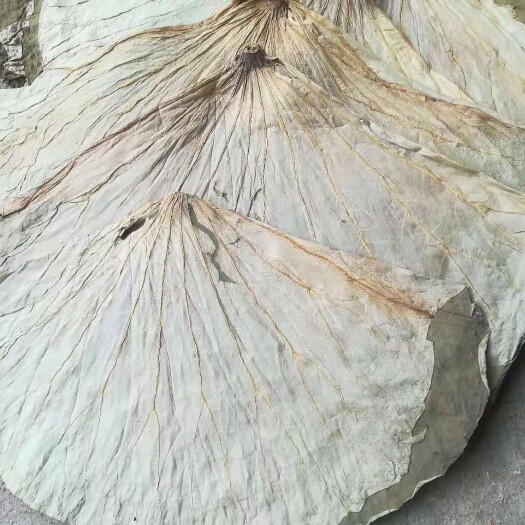 微山县整张荷叶二级货出售