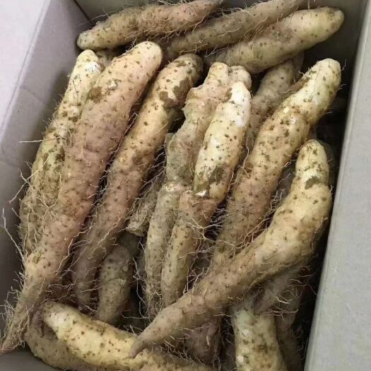 汕头 姜薯 潮汕特产姜茨 新鲜现挖大溪姜署茨甜汤/清爽滑口产地直发