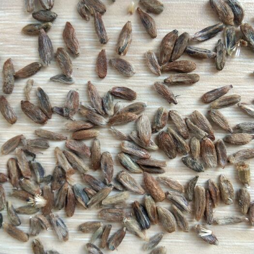 安国市出售新产白术籽 白术种子 改良品种 产量高 春播