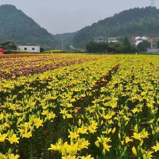 沭阳县百合花 单头