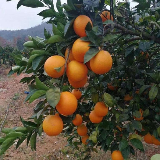 资兴市脐橙 特级果 