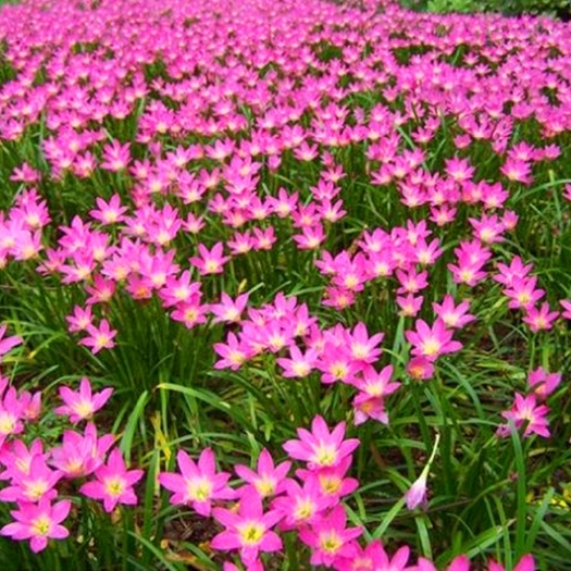 风雨兰种球葱兰重瓣韭兰花苗石蒜庭院花坛四季花卉绿植盆栽种籽