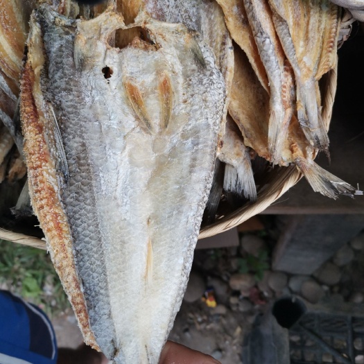 盈江县鲅鱼干 6-12个月 