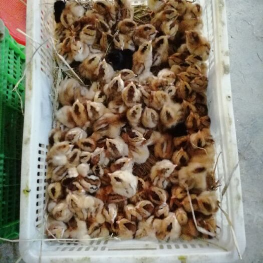 灵山县土鸡苗  灵山士鸡苗公母都有量大