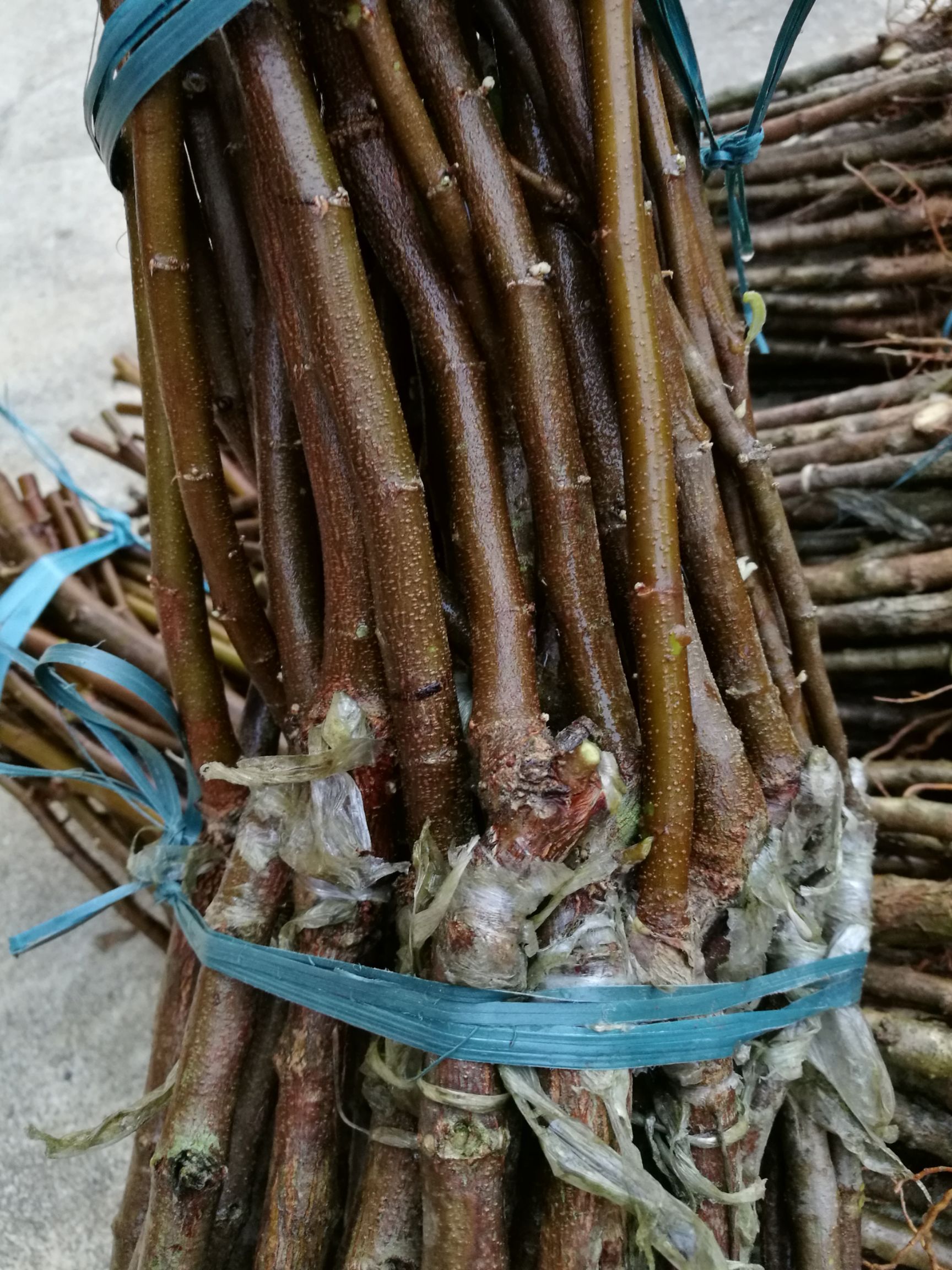 大青枣树苗 种植技术图片