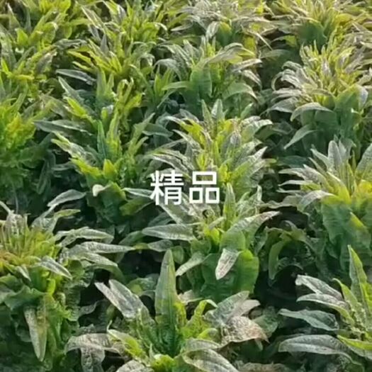 宿州红尖叶莴苣 精品莴笋，红叶莴笋，基地直供，代发全国