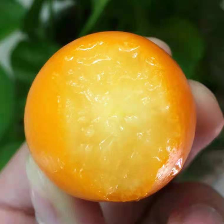 脆皮金桔苗  金桔苗脆皮金桔树苗基地直销带果发货