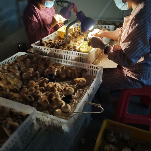 灵山县灵山土鸡苗