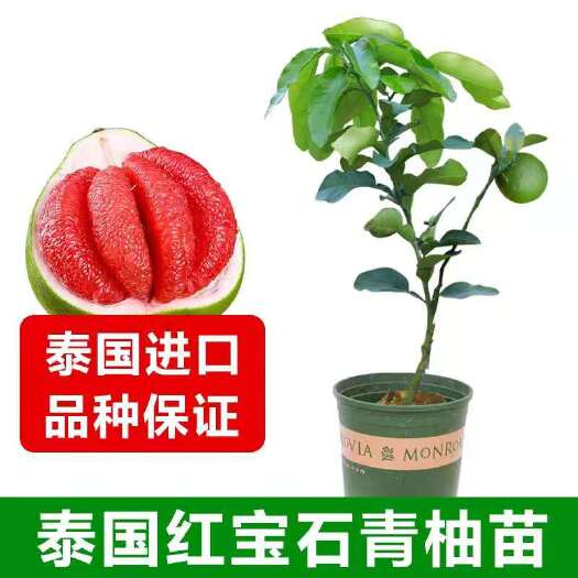 灵山县国红宝石柚苗 正品优质泰国红宝石柚苗，苗场直销，量大从优