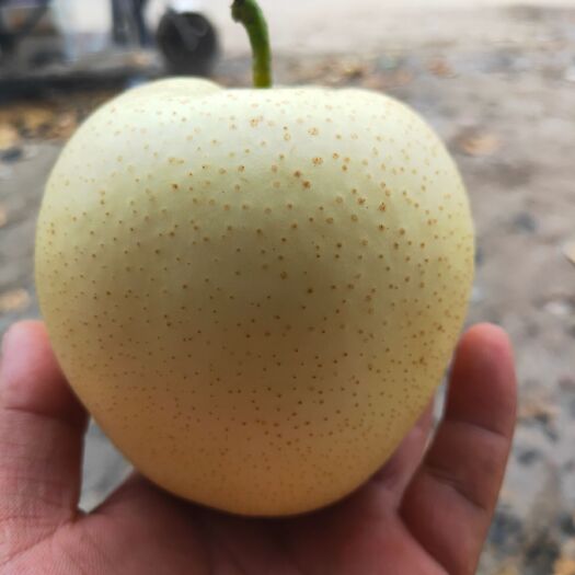 砀山县皇冠梨 特级果 