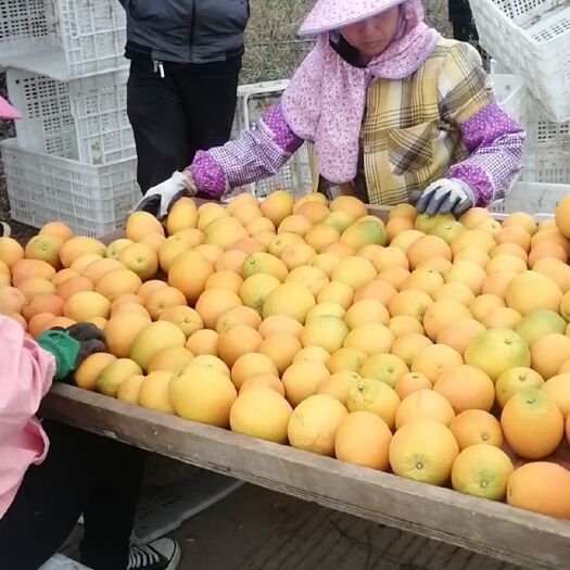 江华县脐橙 一级果 