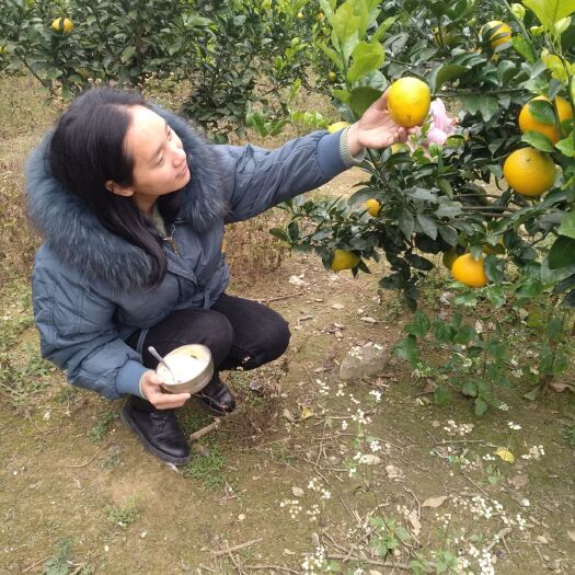 桂林 黄金柑
