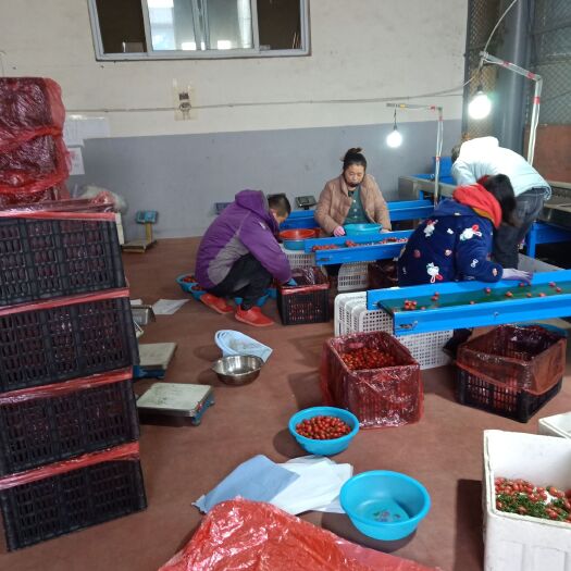 寿光市贝贝圣女果千喜圣女果小柿子种植面积大口感好，