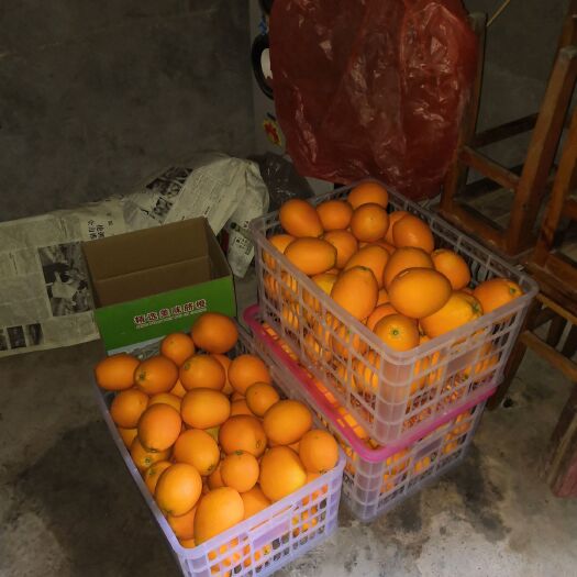 秭归县脐橙 二级果 