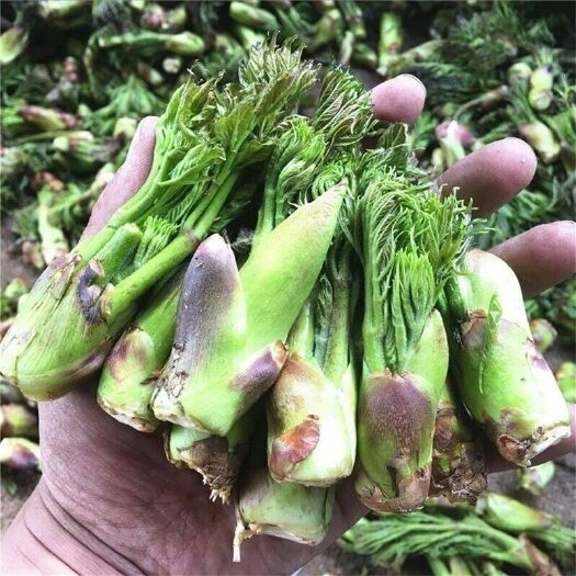 威宁县2022刺老芽刚上市，山上的新鲜，每天都是鲜货