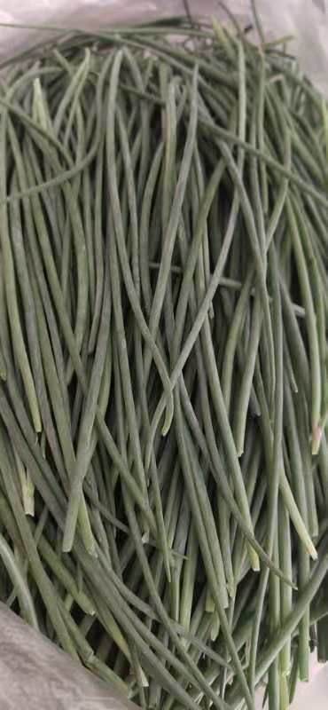 甘肃民勤沙漠沙葱种植沙葱天然沙漠沙葱蔬菜佳肴