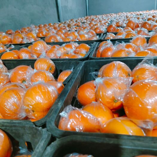 保靖县湖南湘西优质纽荷尔脐橙产地