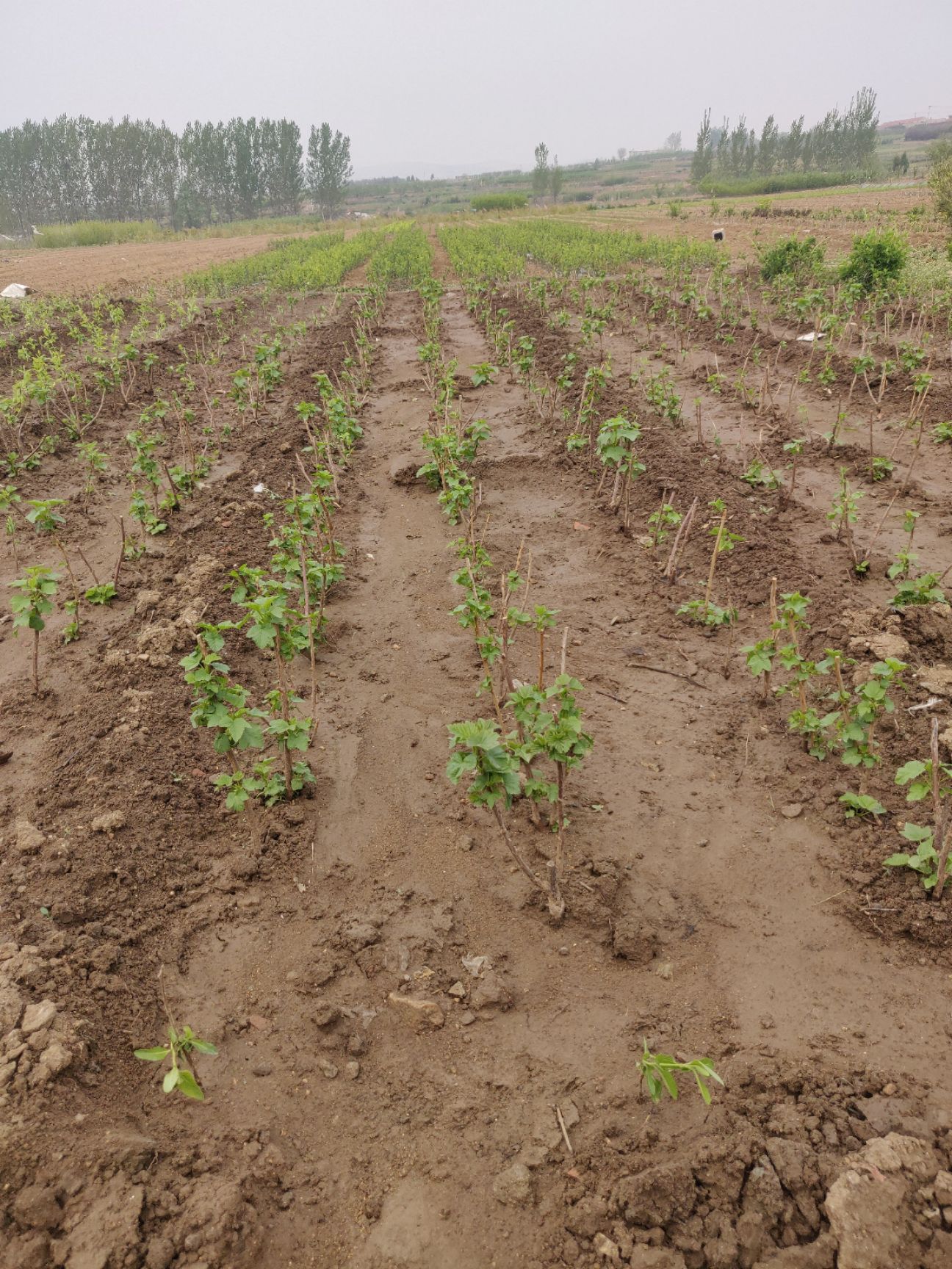 葡萄苗  当年结果，抗寒耐冻！