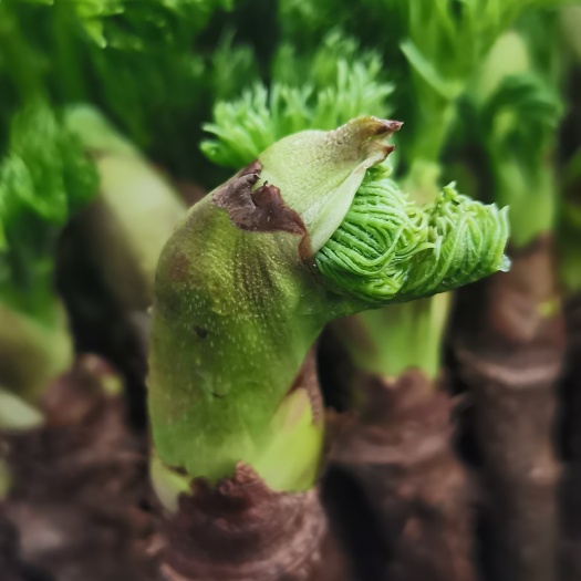 汪清县刺老芽 反季节刺嫩芽，绿色种植，无任何的添加剂和肥料，