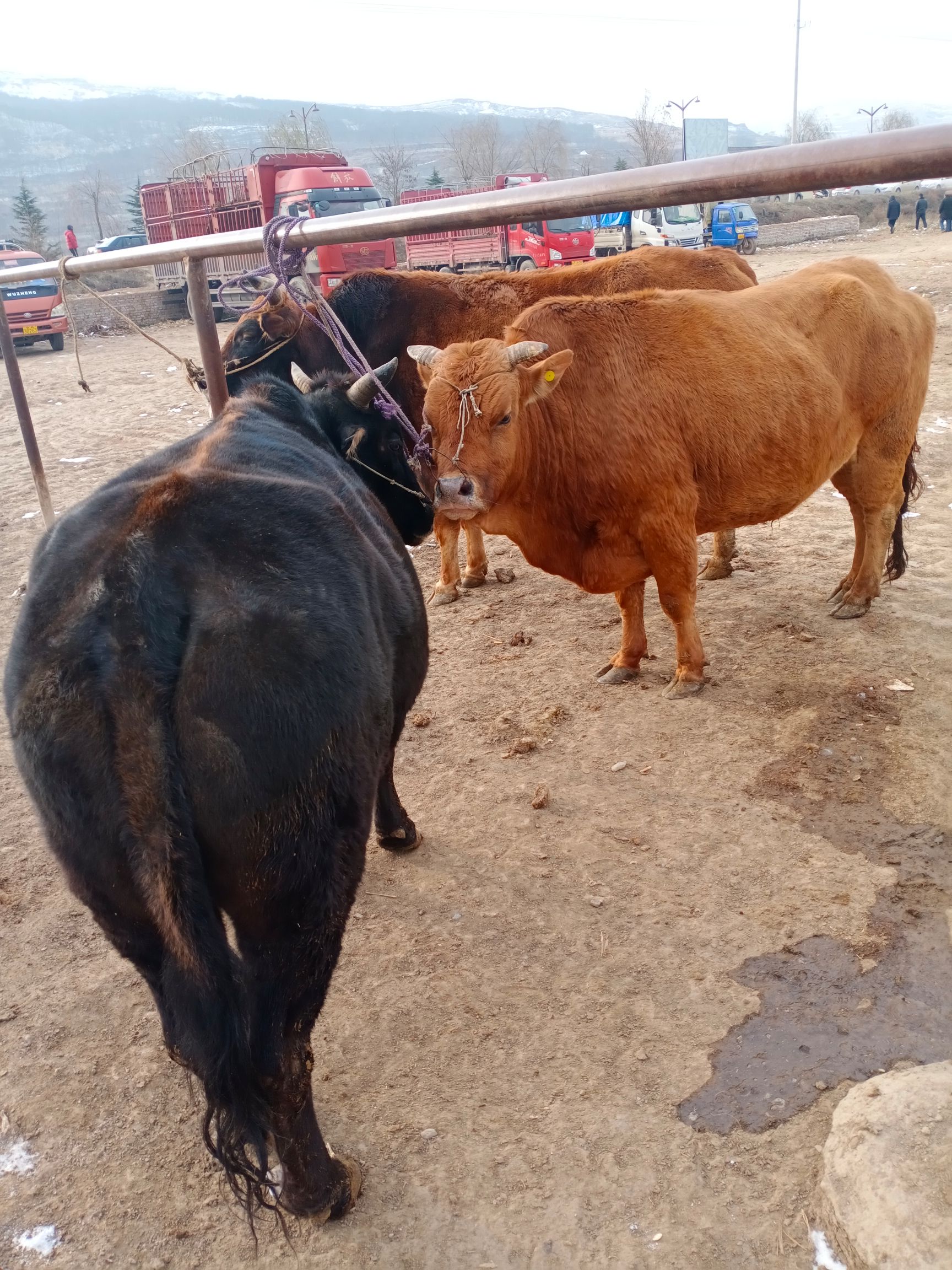 牛犢小公牛本地土黃牛肉質好味道美