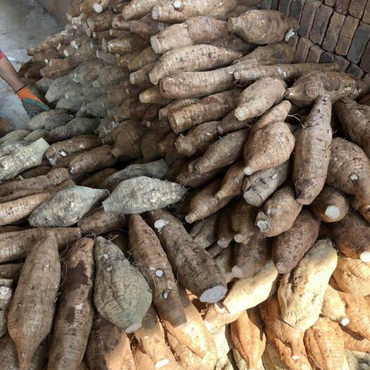 藤县 大量量供应优质无渣粉葛
