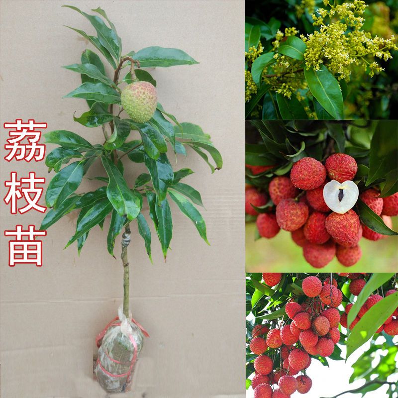 无核荔枝苗 荔枝树苗 南方 荔枝树嫁接苗四季 妃子笑 桂味 糯米糍 无核