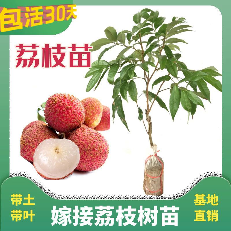 无核荔枝苗 荔枝树苗 南方 荔枝树嫁接苗四季 妃子笑 桂味 糯米糍 无核