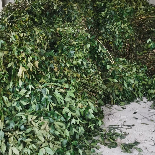 务川县草珊瑚鲜货