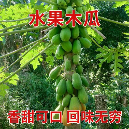 红心木瓜苗  大青红肉水果木瓜苗树四季矮化红心水果木瓜苗南方种植青木瓜盆栽