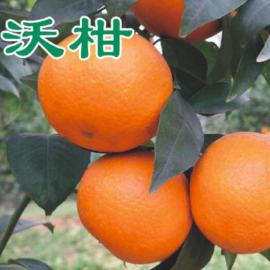 沃柑苗  沃柑嫁接苗产量高，甜度高，广大群众非常喜欢