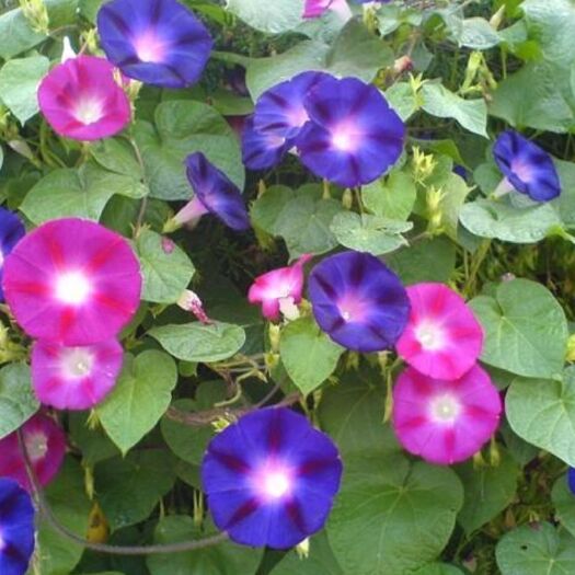 安国市牵牛花种子  出售新产牵牛花籽 又名黑丑 喇叭花籽 干净无杂