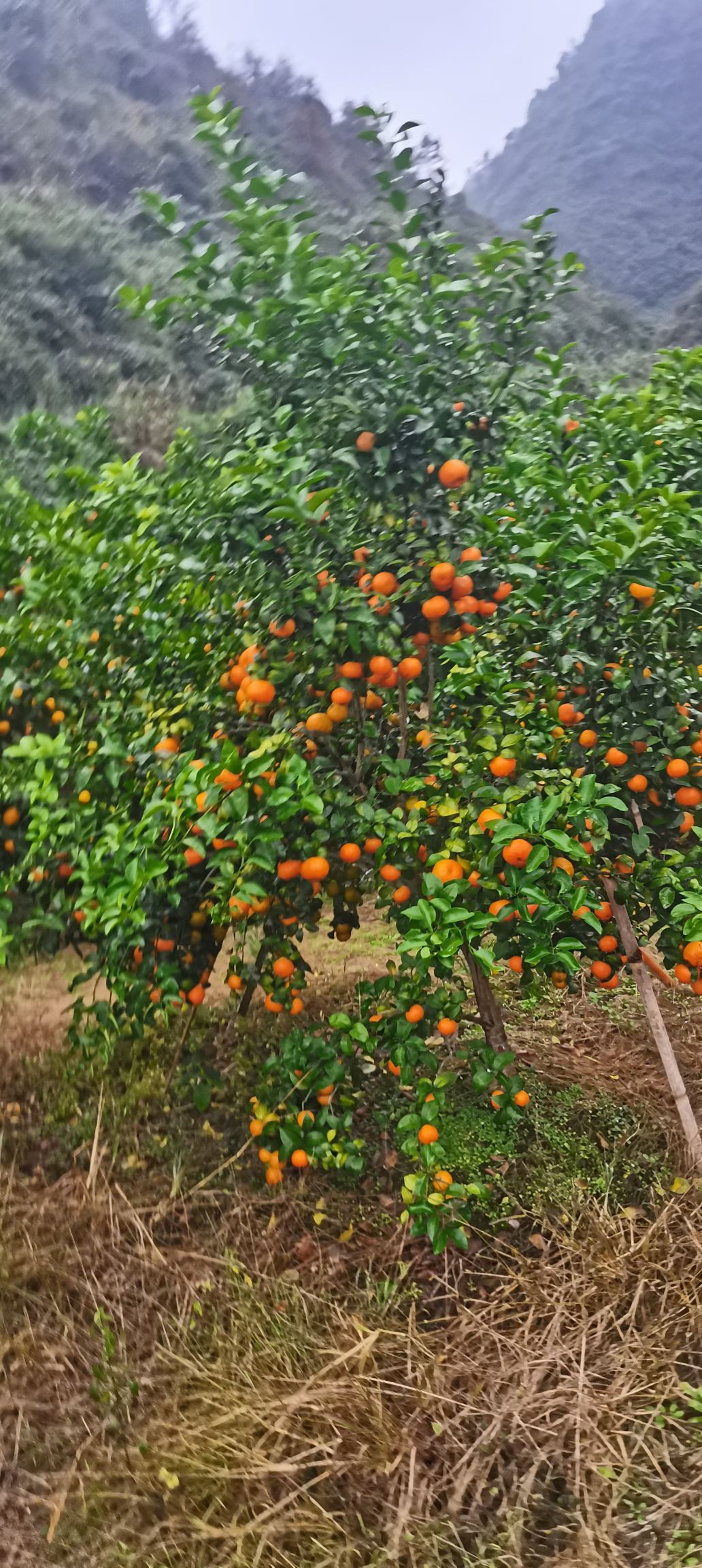 沙糖桔  砂糖橘 味甜 皮薄