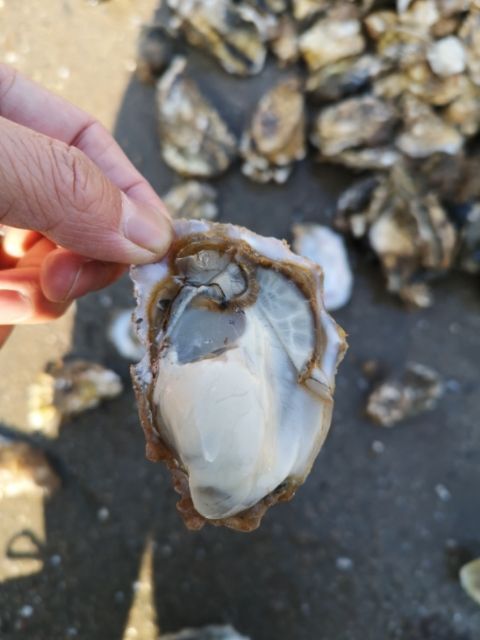 海阳市珍珠蚝  一口蚝，豆蚝，价格实惠