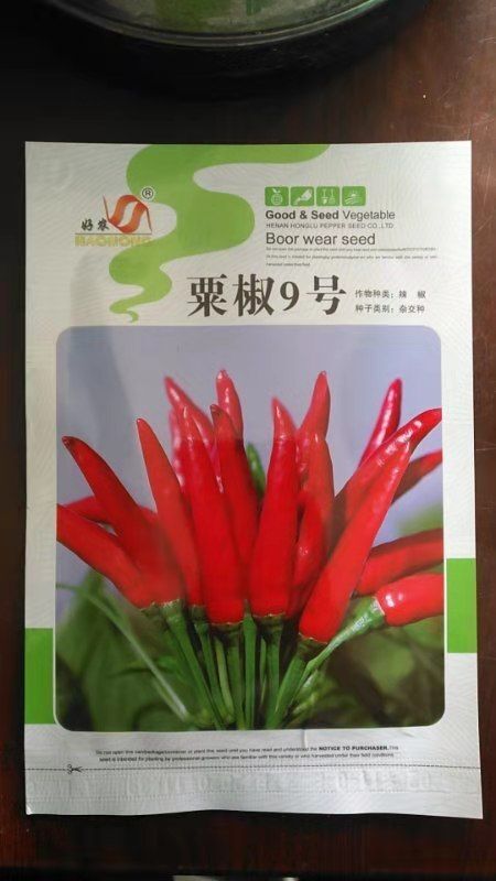 朝天椒种子  粟椒9号:三系杂交簇生、高辣早熟朝天椒