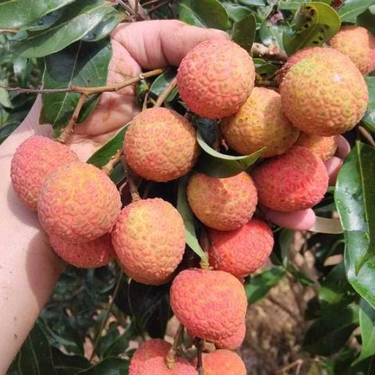 无核荔枝苗 荔枝树苗 南方 荔枝树嫁接苗四季 妃子笑 桂味 糯米糍 无核