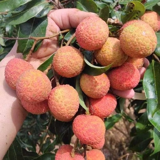 灵山县无核荔枝苗 荔枝树苗 南方 荔枝树嫁接苗四季 妃子笑 桂味 糯米糍 无核