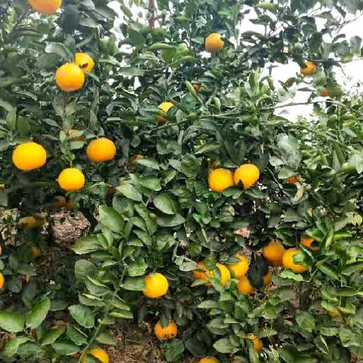 来宾黄金贡柚 广西黄金柑