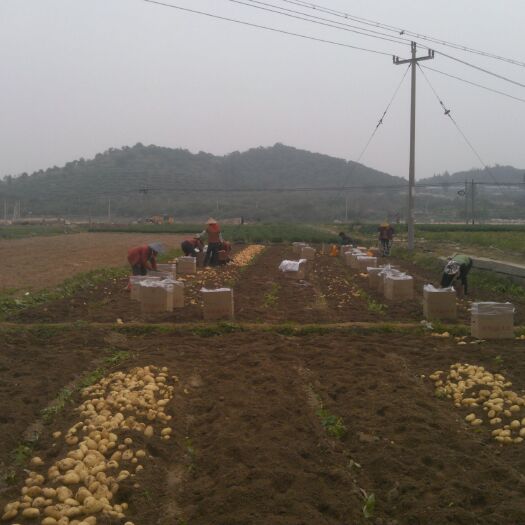 厦门 福建厦门翔安土豆，红土地土豆，品质优良，一个月以后大量上市