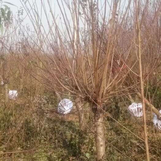 沭阳县基地出售榆叶梅，美人梅，红梅，绿梅