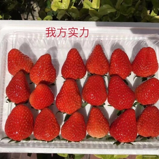 东港市丹东草莓  丹东东港红颜九九草莓诚邀全国各地有实力经销商，货源充足。