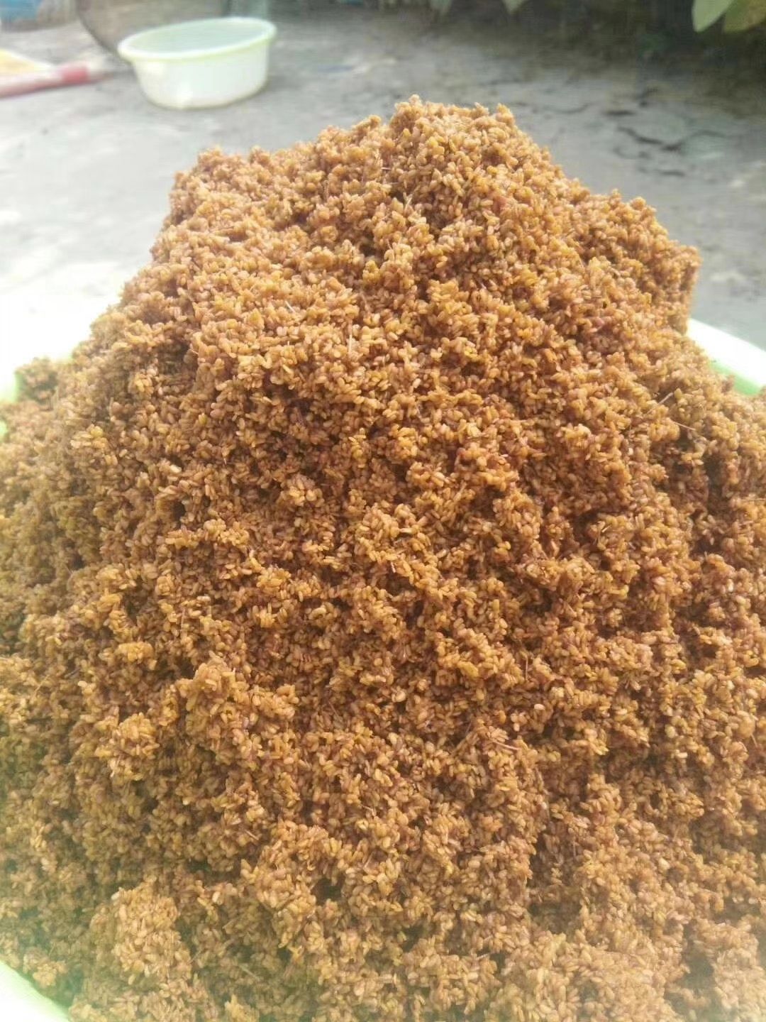 刺嫩芽种子刺嫩芽乌龙头刺老包