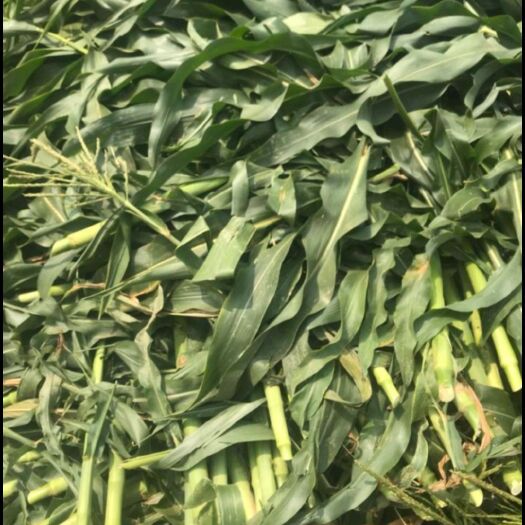 宾阳县青贮饲料 青贮玉米