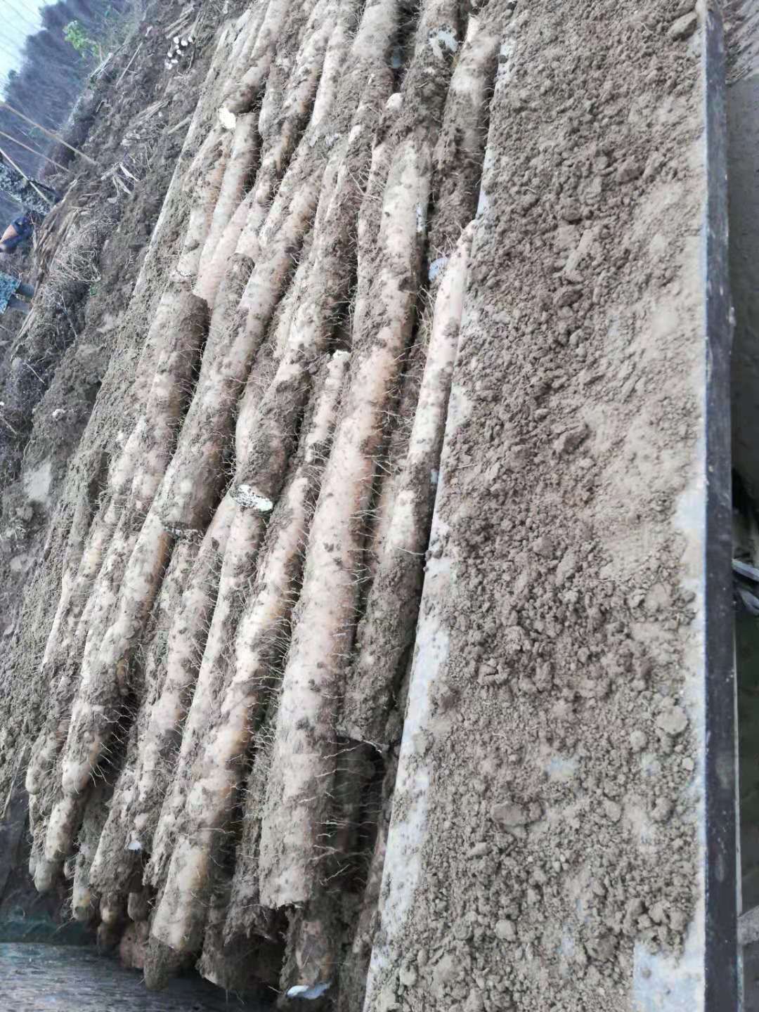 九斤黄山药，便宜实惠，量大从优 质量保证