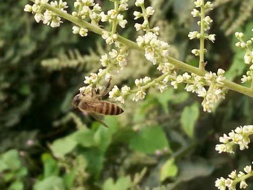 百花蜜  山里土蜂蜜