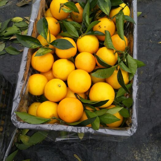南宁甜橙  大量供应冰糖橙(白橙)1500000斤