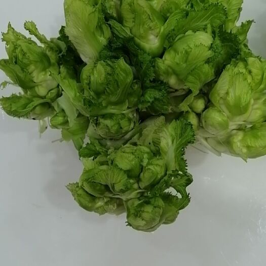 重庆市早熟儿菜 2.0斤以上 