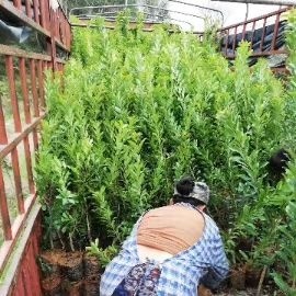 靖州县东魁杨梅树苗 靖州乌梅，台梅，东魁嫁接苗